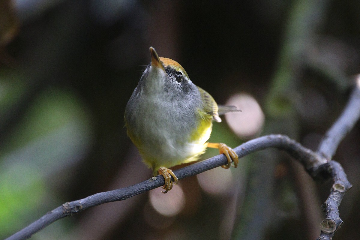 Mountain Tailorbird - ML116506271