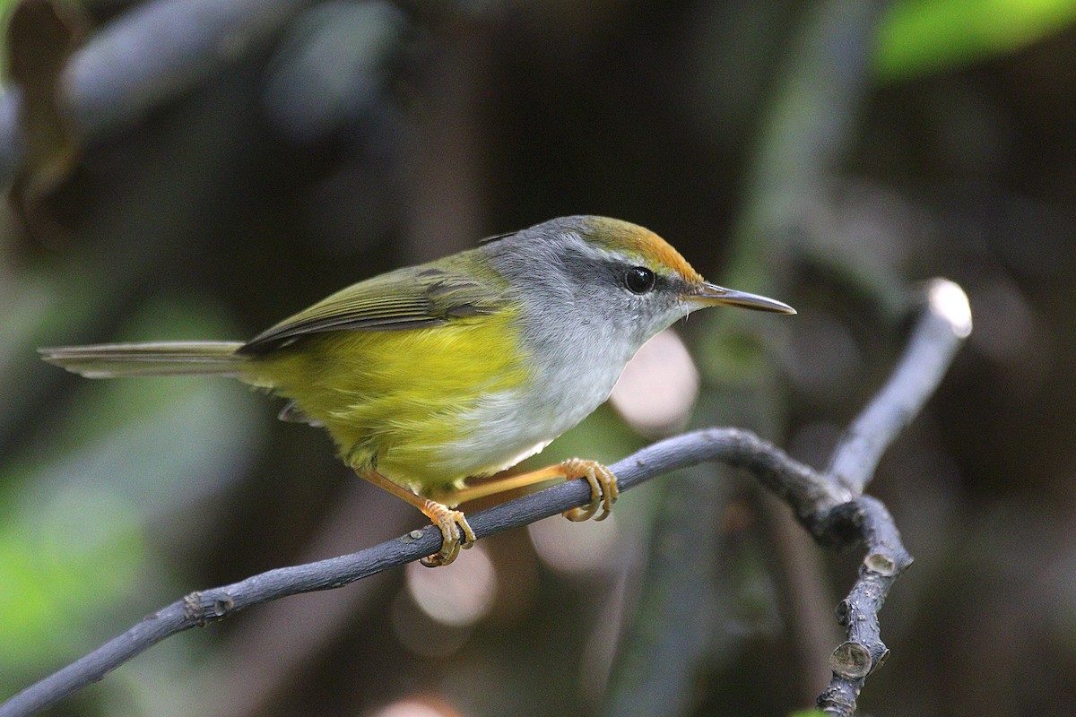 Mountain Tailorbird - Roman Lo