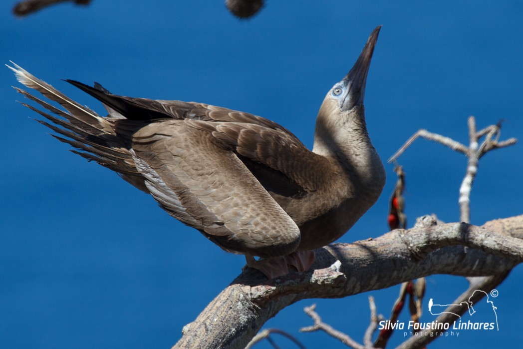 Red-footed Booby - Silvia Faustino Linhares