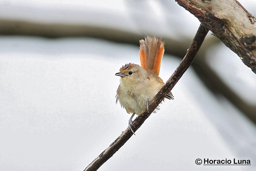 Little Thornbird - ML116506891