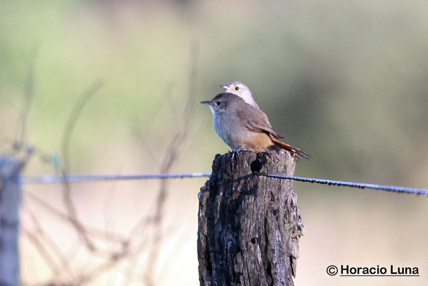 Little Thornbird - ML116506901