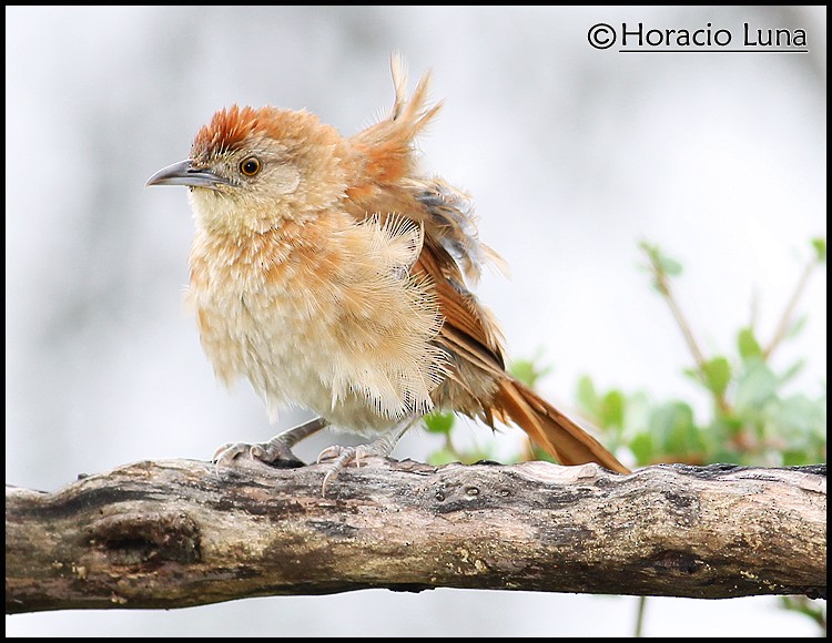 Freckle-breasted Thornbird - ML116507011