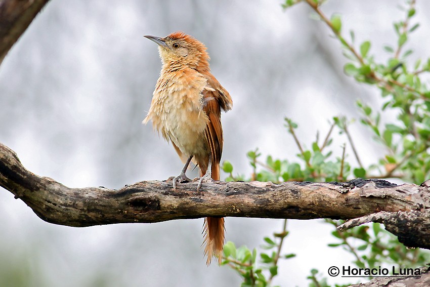 Freckle-breasted Thornbird - ML116507021