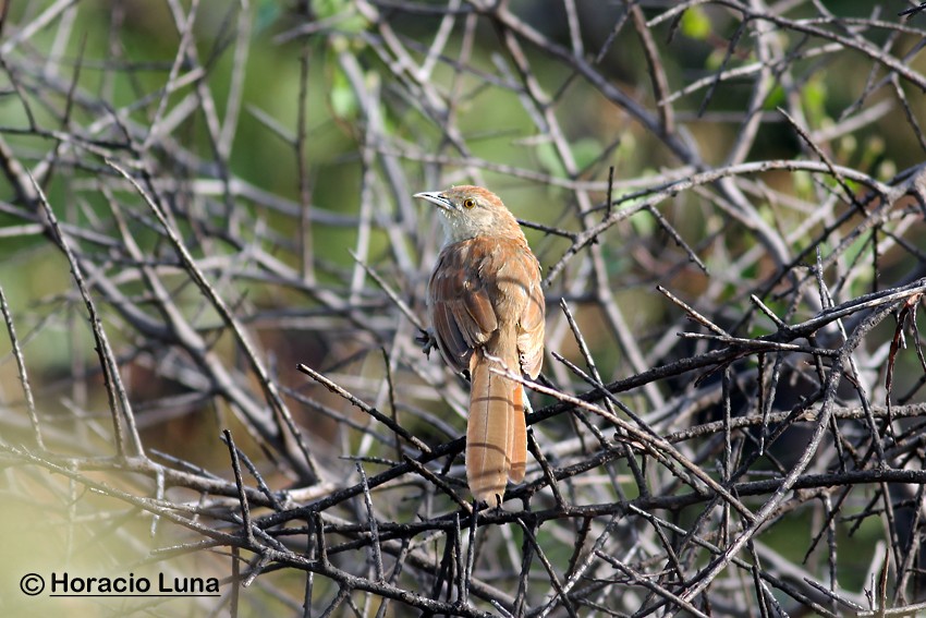 Freckle-breasted Thornbird - ML116507031