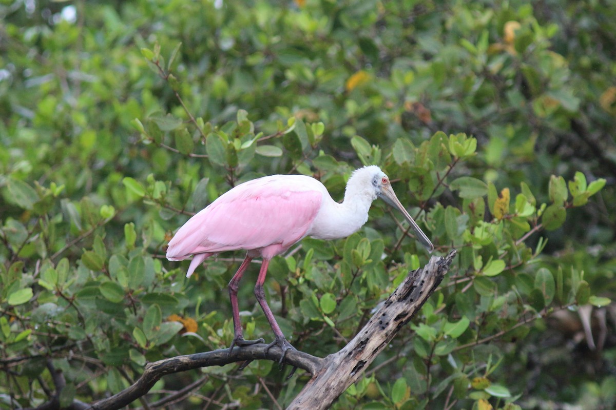 Roseate Spoonbill - ML116507041