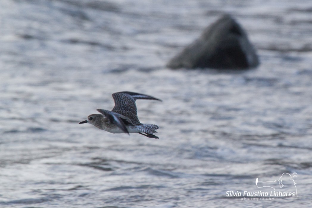 Black-bellied Plover - Silvia Faustino Linhares