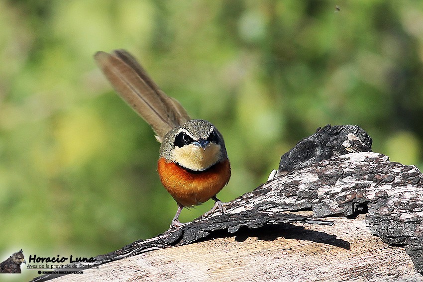 Olive-crowned Crescentchest - ML116507131