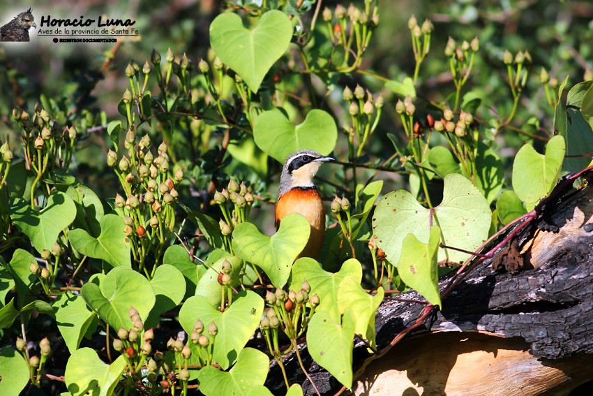 Olive-crowned Crescentchest - ML116507161