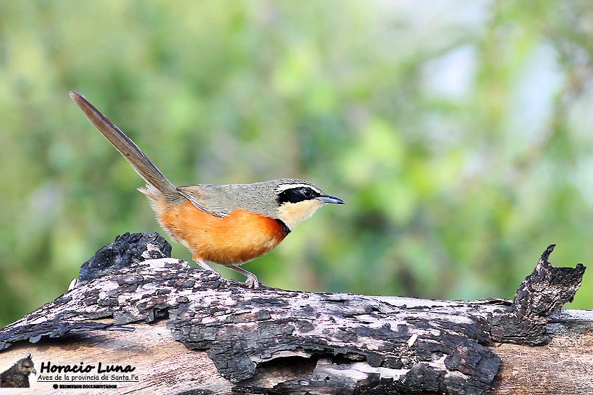 Olive-crowned Crescentchest - ML116507181