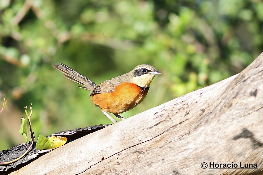 Olive-crowned Crescentchest - ML116507211