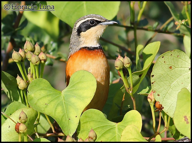 Olive-crowned Crescentchest - ML116507221