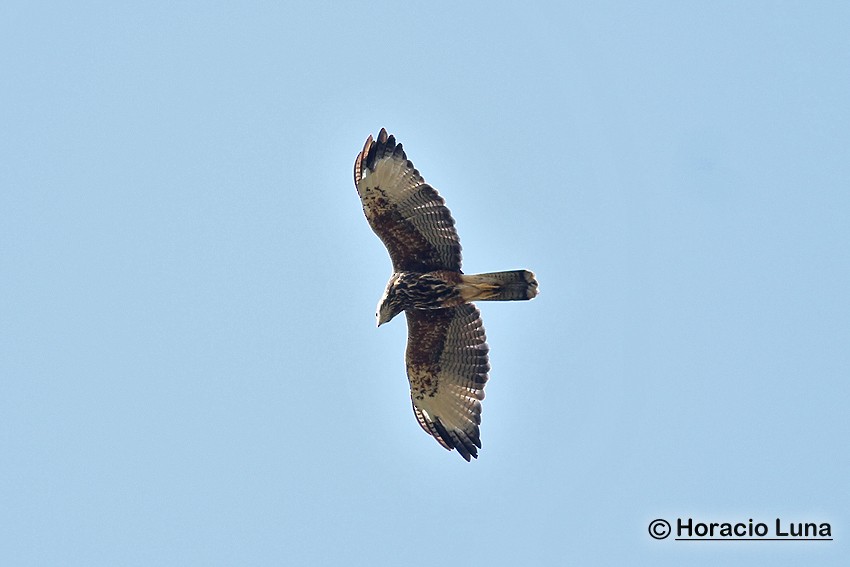 栗翅鷹 - ML116507241