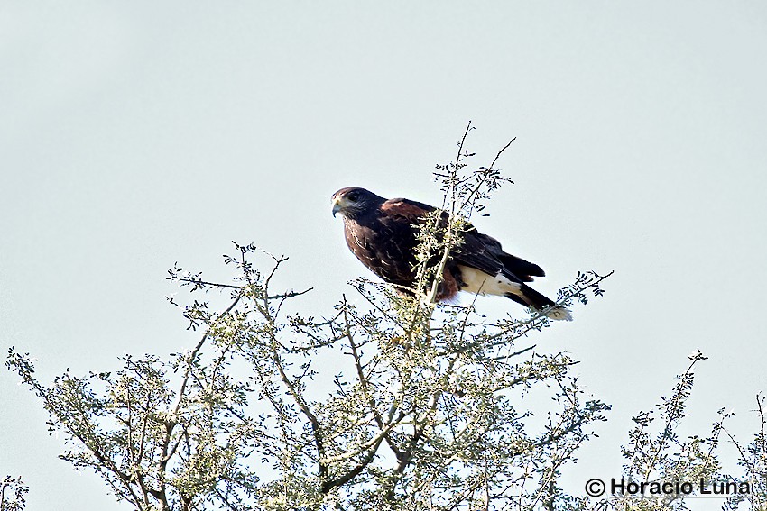 栗翅鷹 - ML116507251