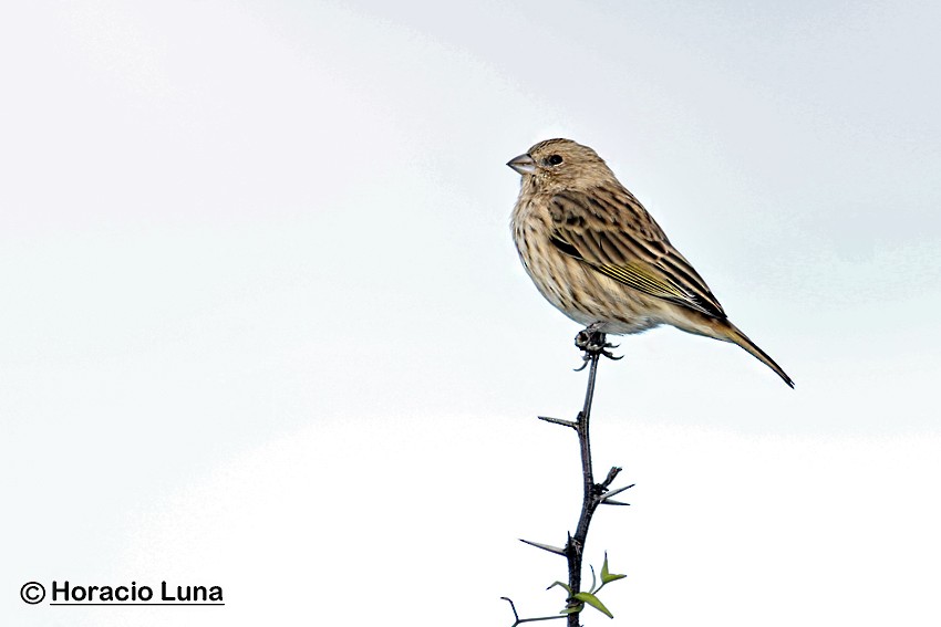 橙黃雀鵐 - ML116507341