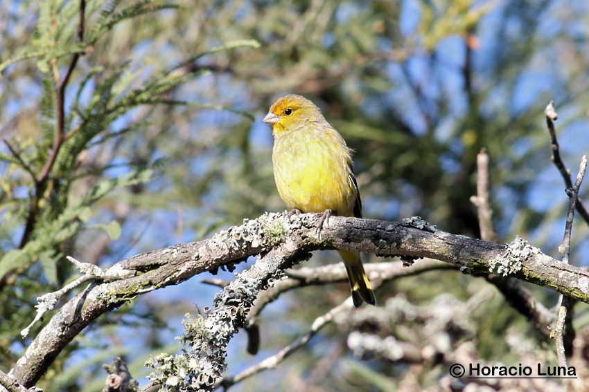 橙黃雀鵐 - ML116507371