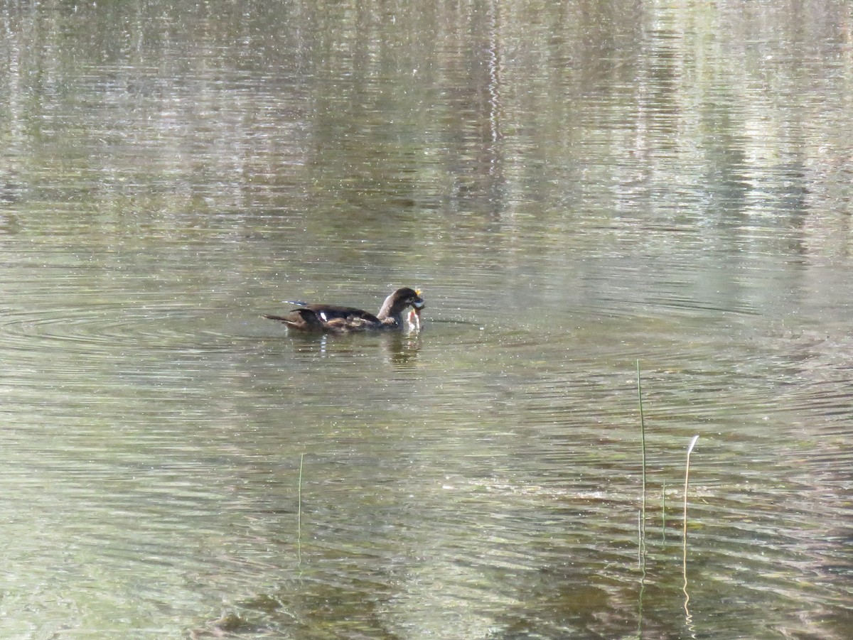 Wood Duck - ML116507411