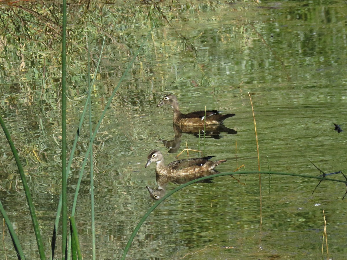 Wood Duck - ML116507471