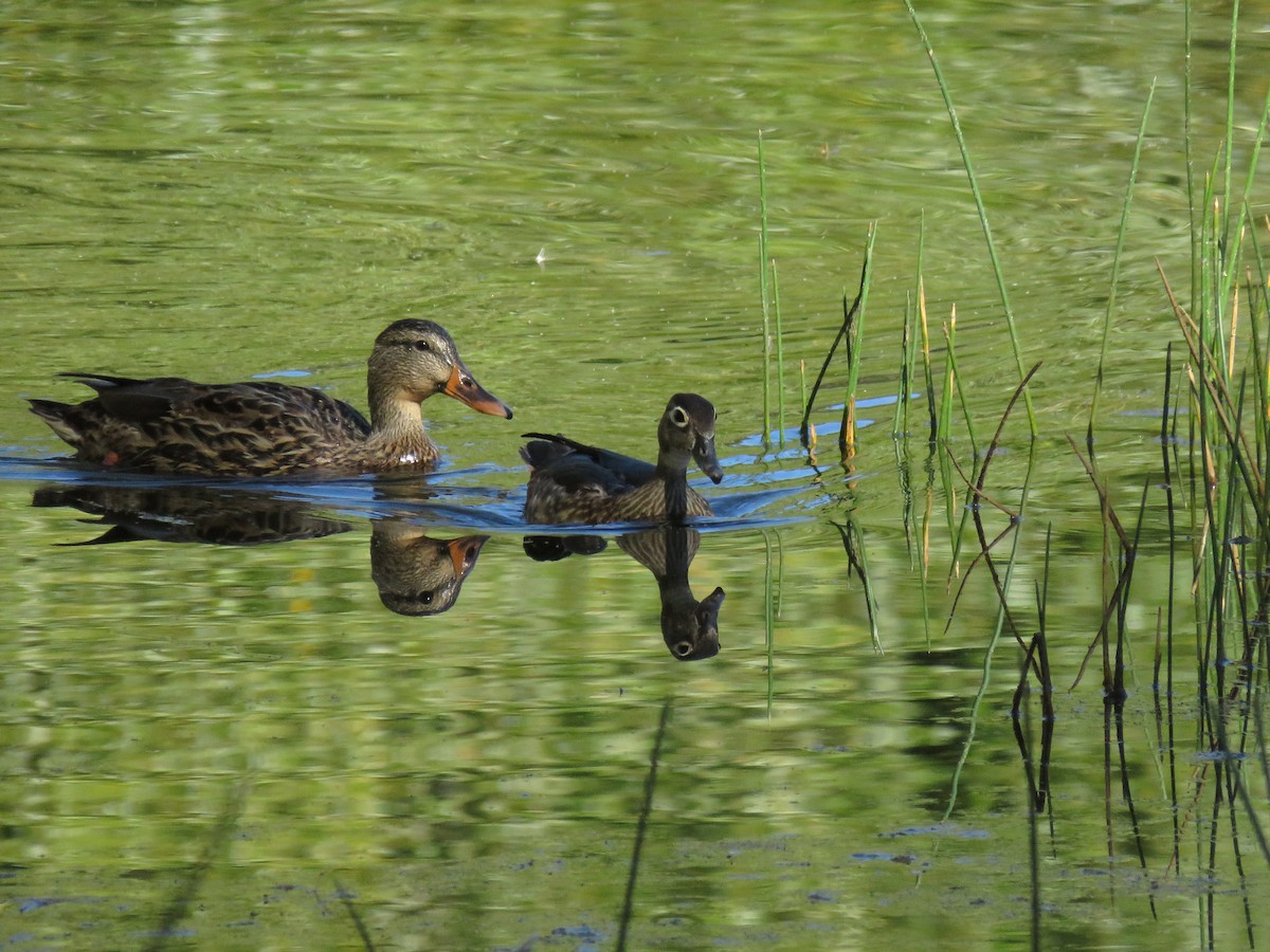 Wood Duck - ML116507511