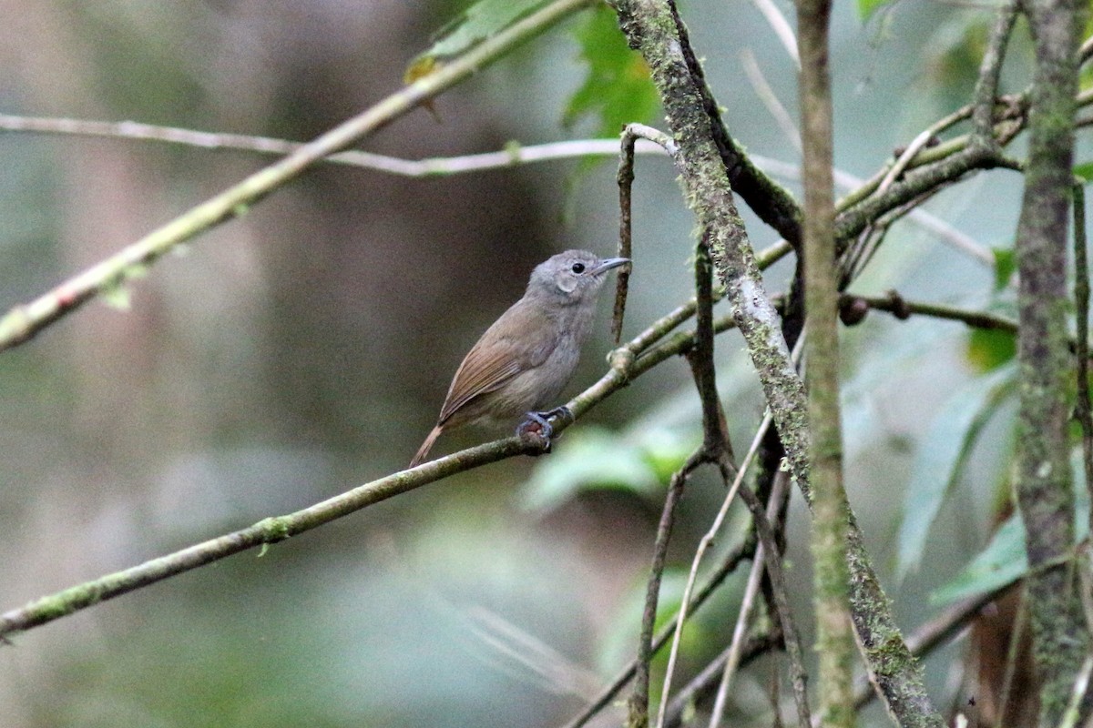 Unicolored Antwren - John Drummond