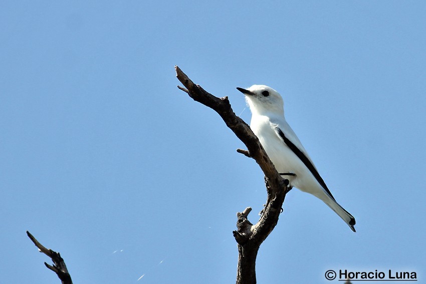 White Monjita - ML116507571