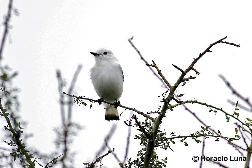 White Monjita - ML116507581