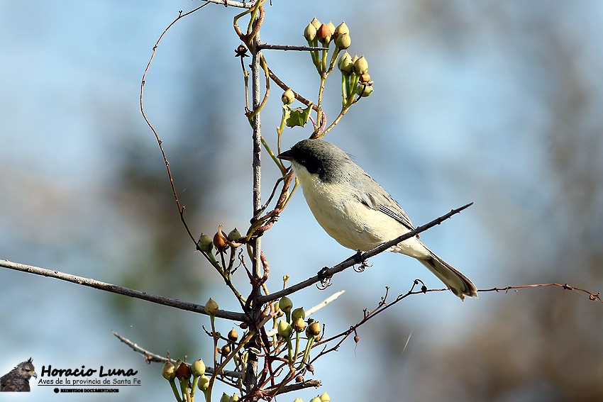 Black-capped Warbling Finch - ML116507631