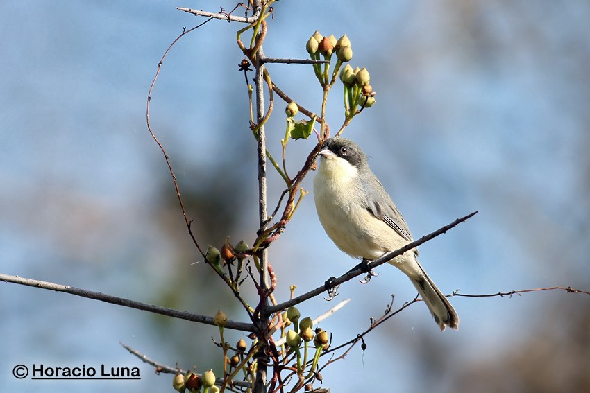 Black-capped Warbling Finch - ML116507661