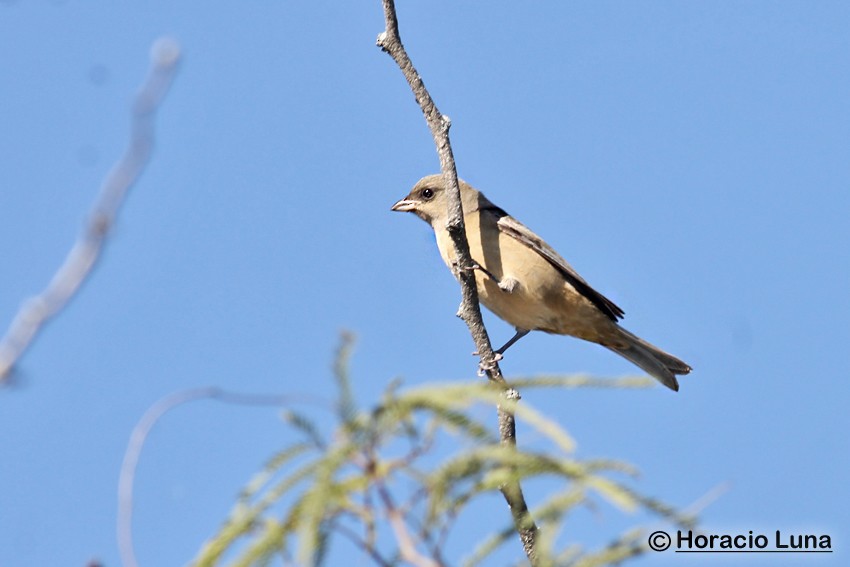 Blue-and-yellow Tanager - ML116507721