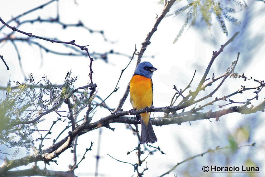 Blue-and-yellow Tanager - ML116507731