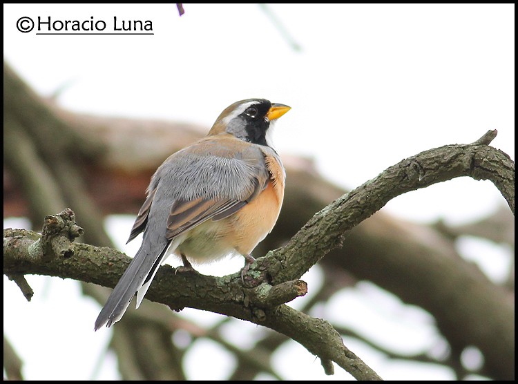 Many-colored Chaco Finch - ML116507781
