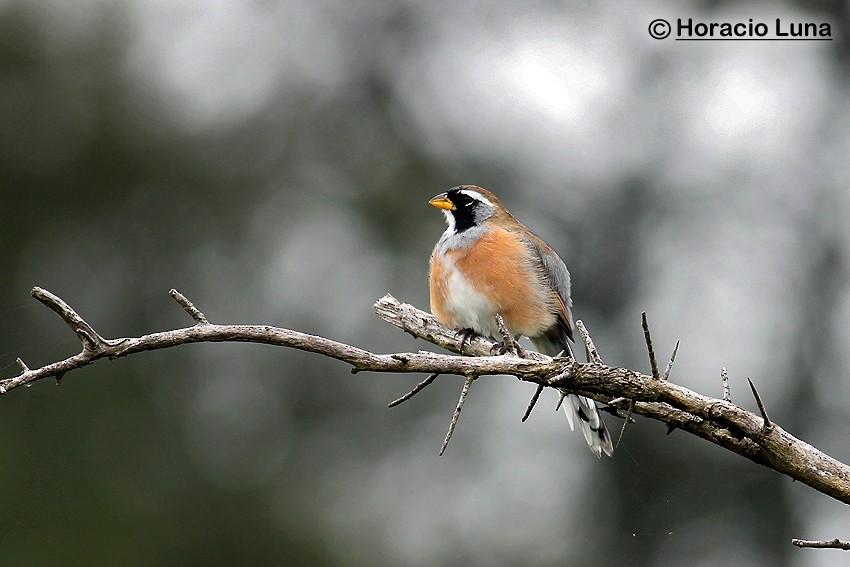 Many-colored Chaco Finch - ML116507791