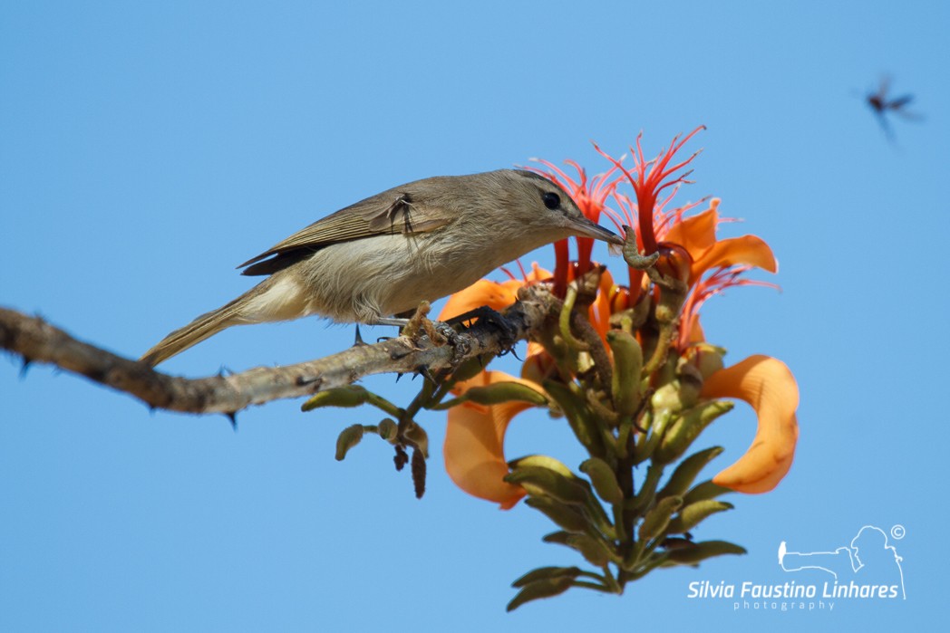 Noronha Vireo - ML116507841