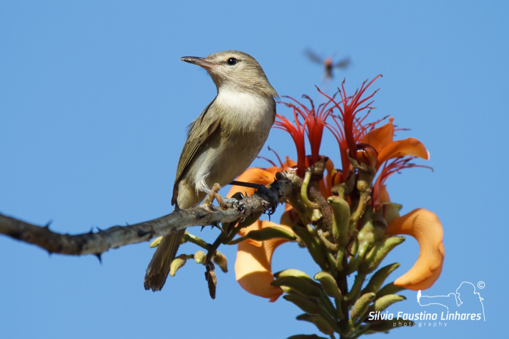 Noronha Vireo - ML116507851