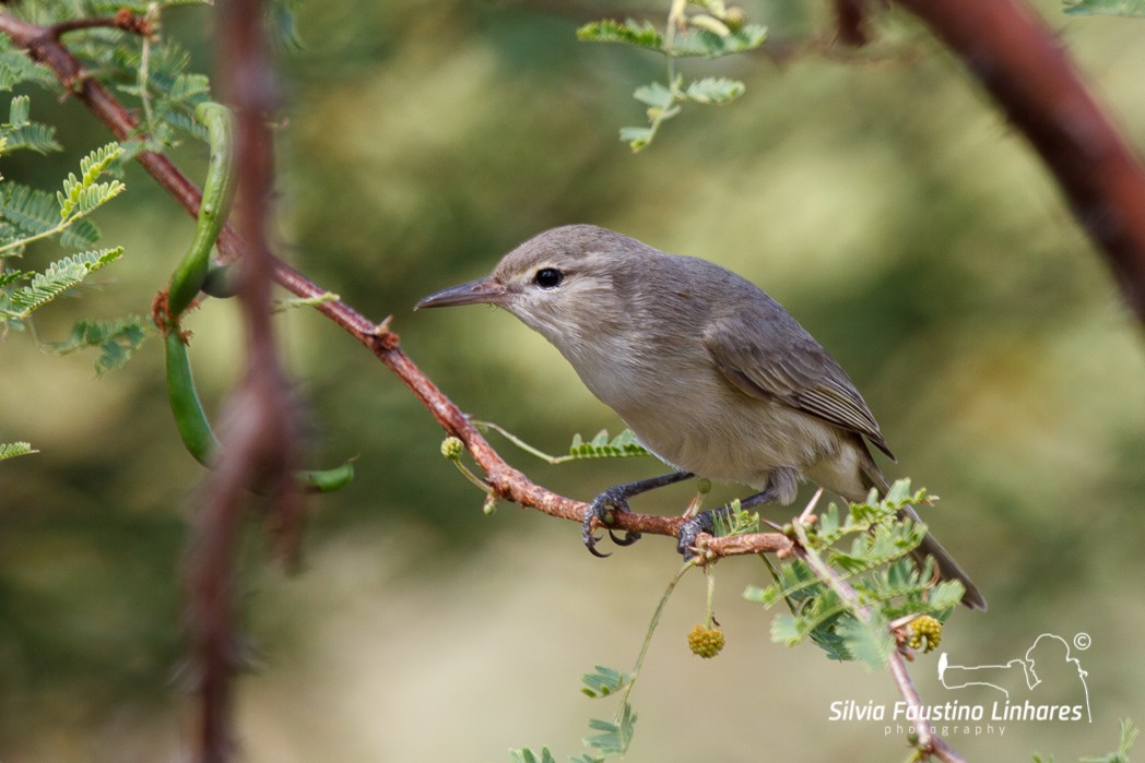 Noronha Vireo - ML116507861
