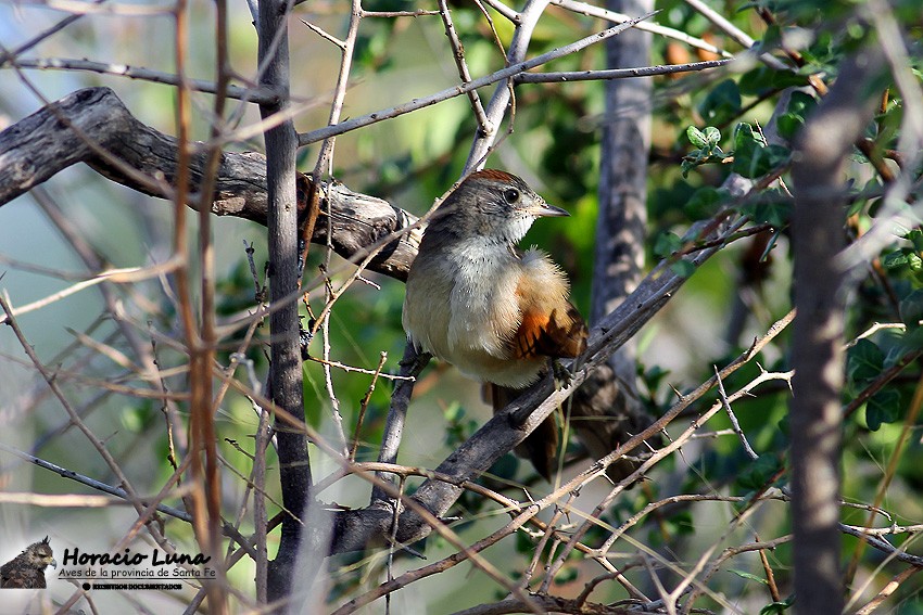 Sooty-fronted Spinetail - ML116508001