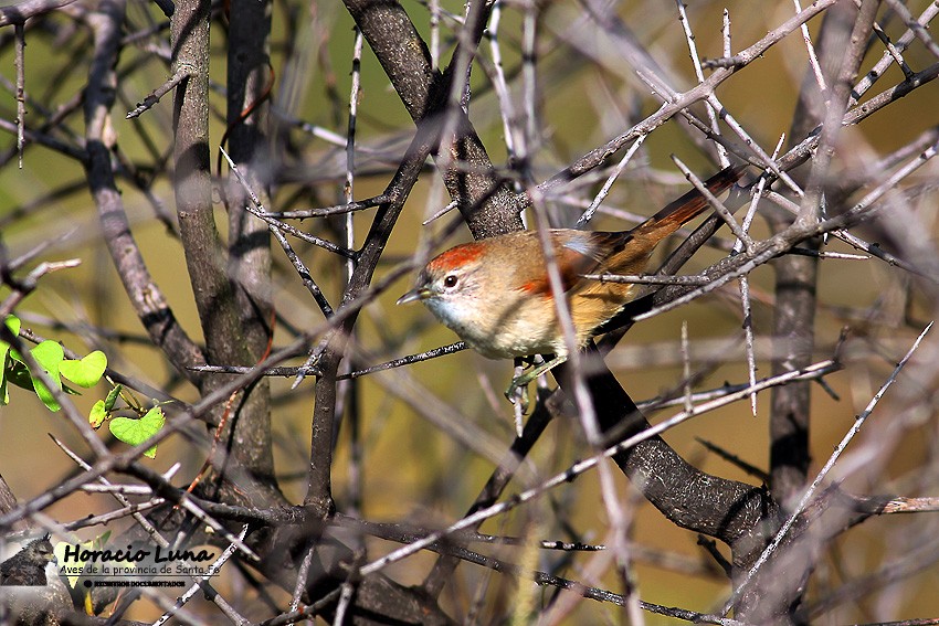 Sooty-fronted Spinetail - ML116508011
