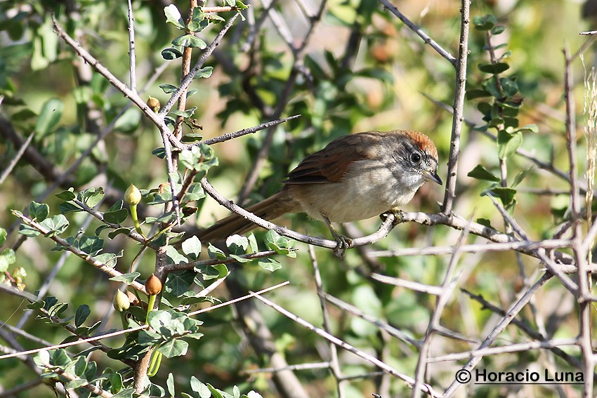 Sooty-fronted Spinetail - ML116508091