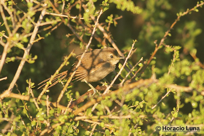 Sooty-fronted Spinetail - ML116508101