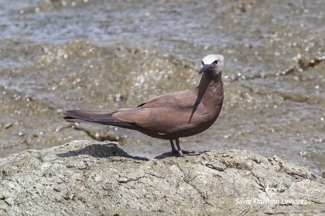 Brown Noddy - Silvia Faustino Linhares