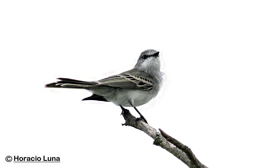 Suiriri Flycatcher - ML116508261