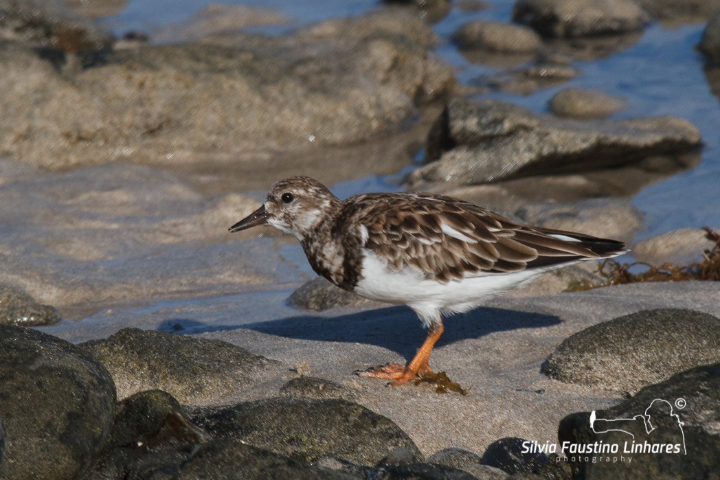 Ruddy Turnstone - Silvia Faustino Linhares