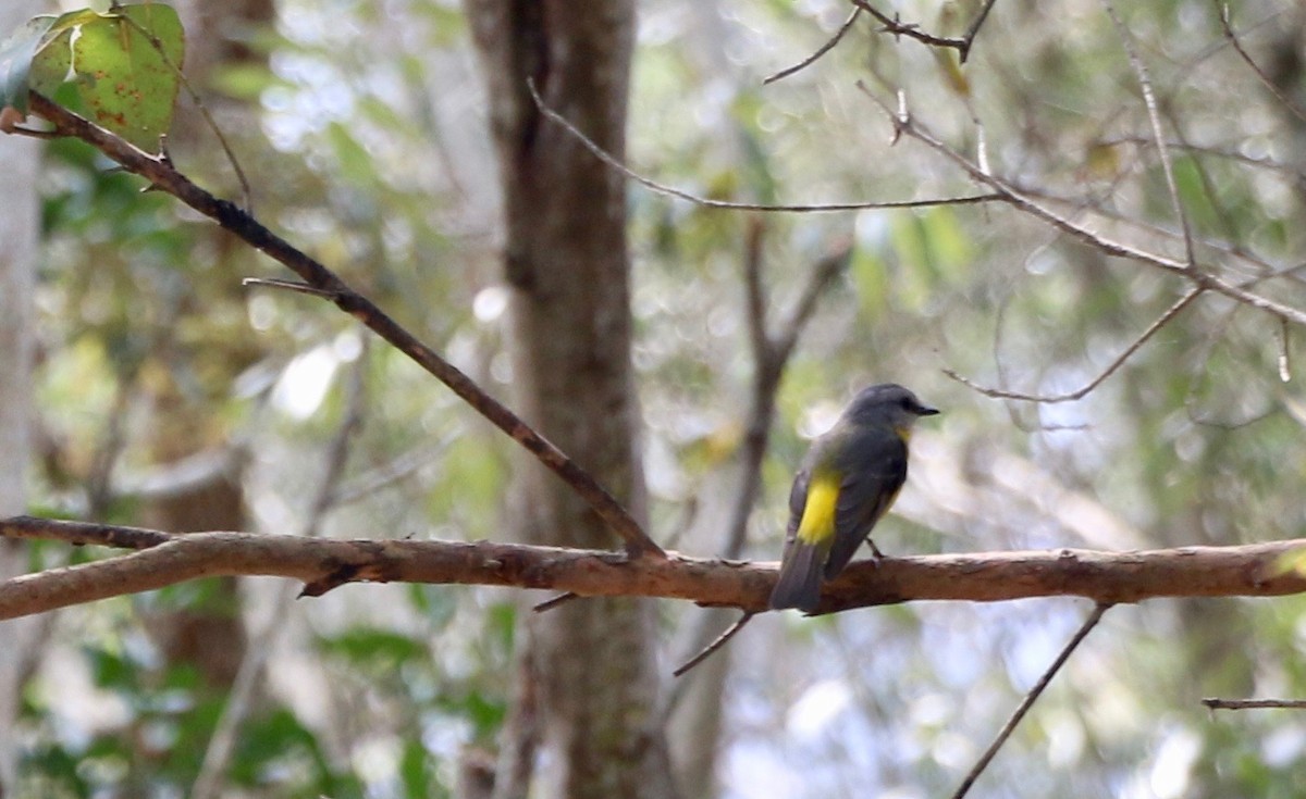 Eastern Yellow Robin - ML116508731