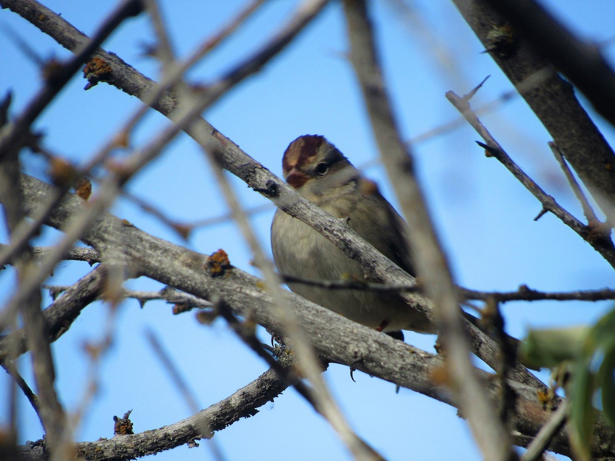 White-crowned Sparrow - ML116509461