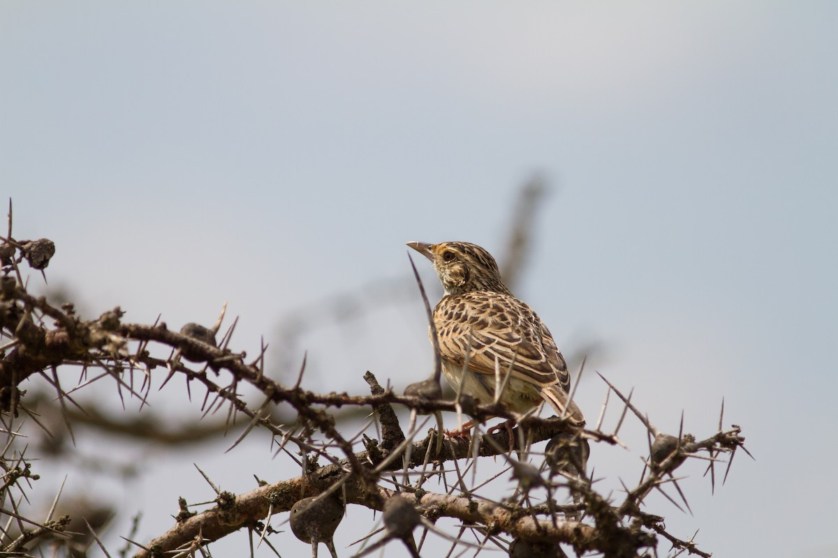 Rufous-naped Lark - ML116511231