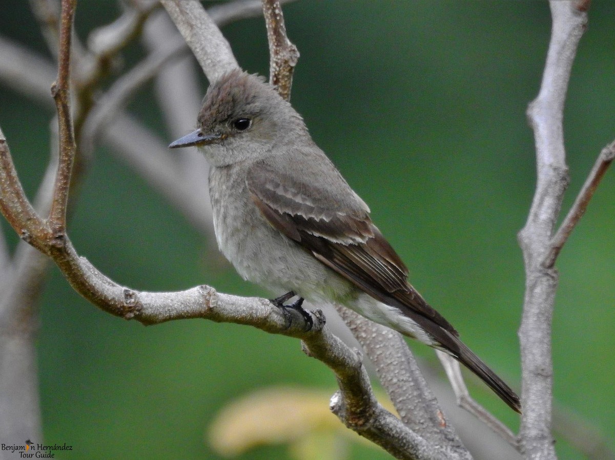 Western Wood-Pewee - ML116511461