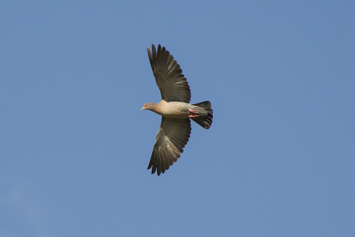 Pigeon picazuro - ML116511741