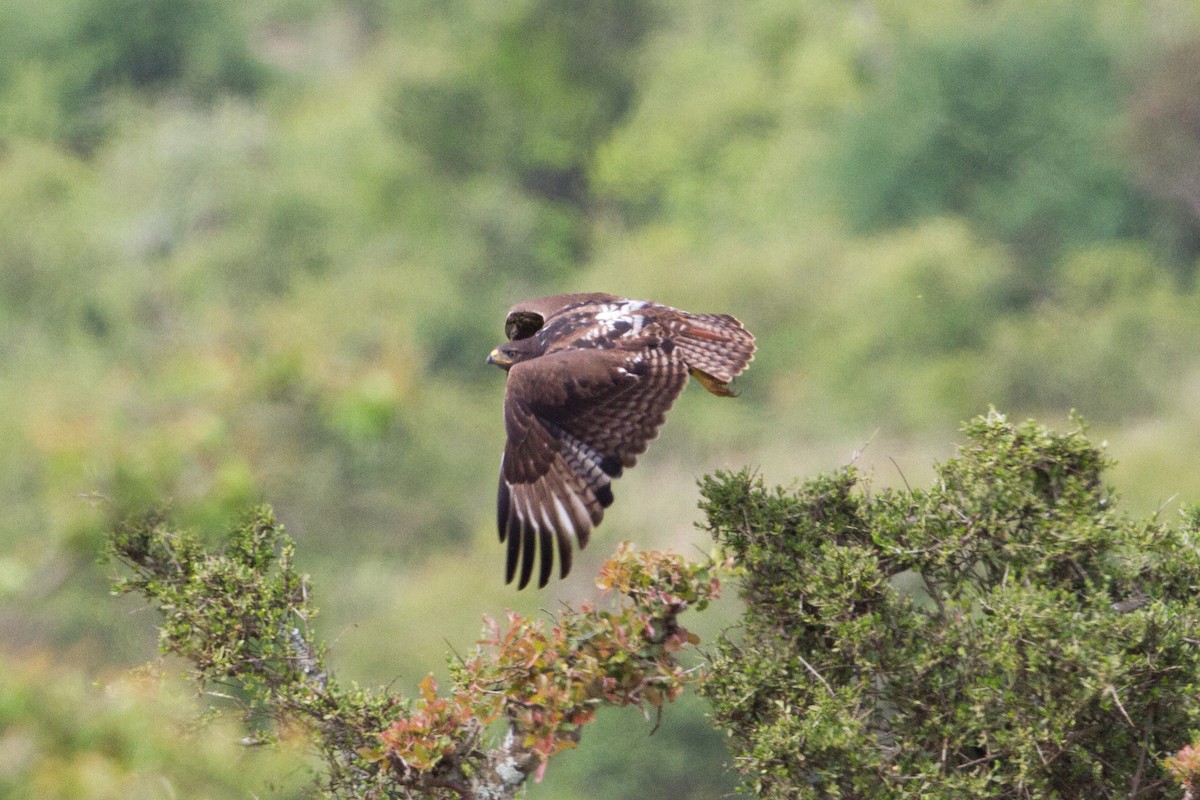 Augur Buzzard (Augur) - Chris Sayers