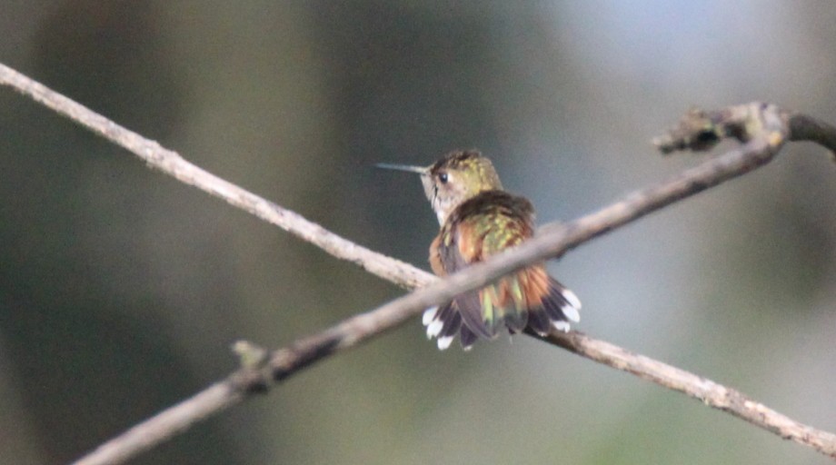 Allen's Hummingbird - ML116513391