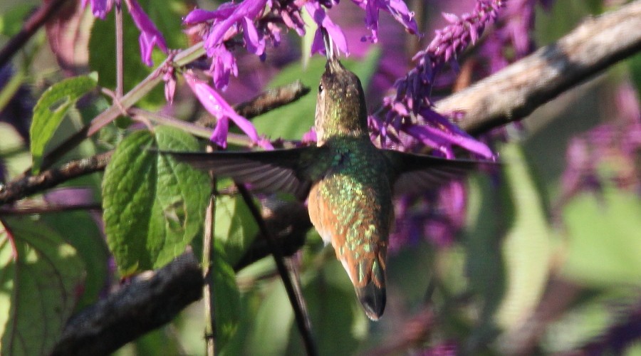 Colibrí de Allen - ML116513411