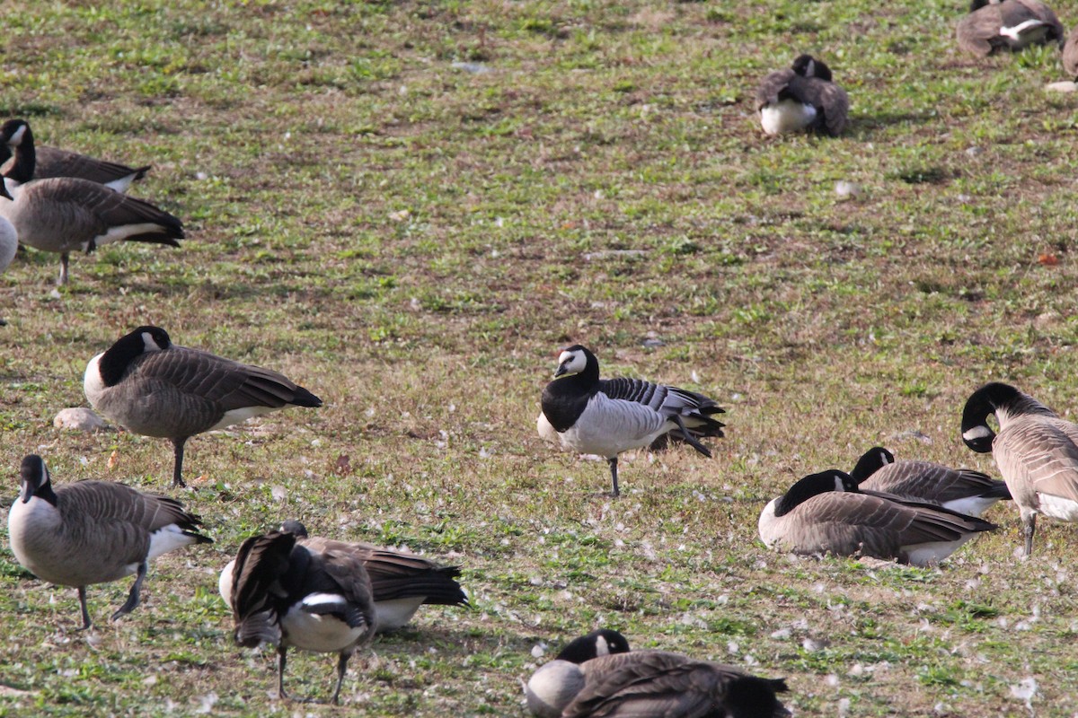 Barnacle Goose - ML116517781